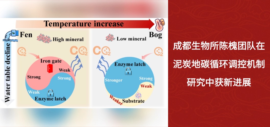 成都生物所陈槐团队在泥炭地碳循环调控机制研究中获新进展