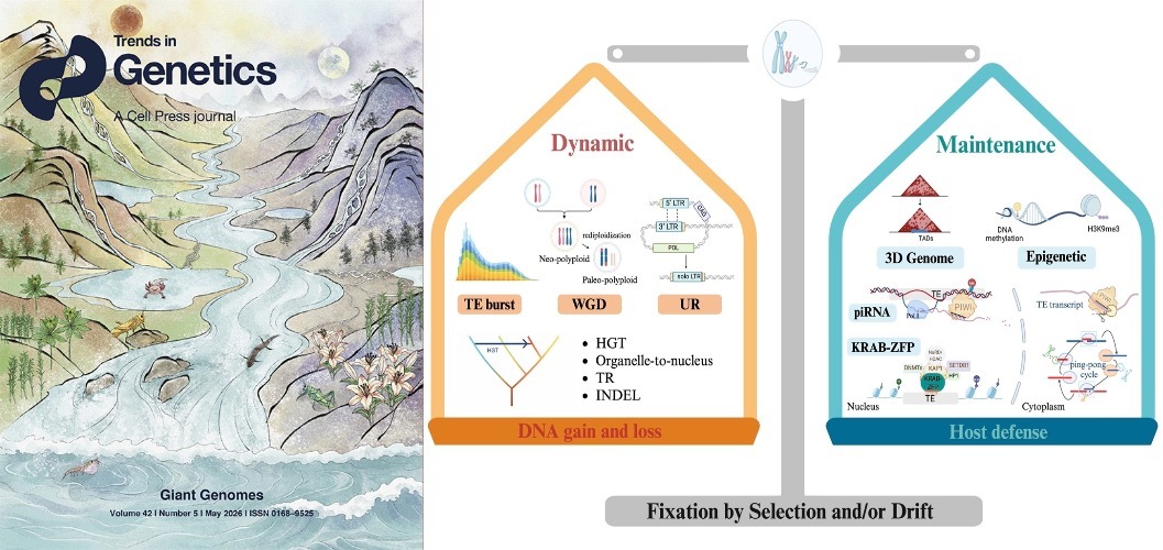 成都生物所王斌团队在巨型基因组的形成与维持机制解析中获得进展